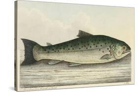 Illustration Of a Salmon Trout-E. Albin-Stretched Canvas