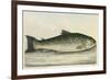 Illustration Of a Salmon Trout-E. Albin-Framed Giclee Print