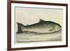 Illustration Of a Salmon Trout-E. Albin-Framed Giclee Print