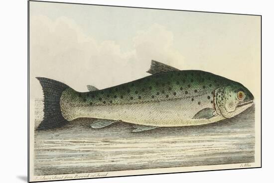 Illustration Of a Salmon Trout-E. Albin-Mounted Giclee Print