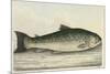 Illustration Of a Salmon Trout-E. Albin-Mounted Giclee Print