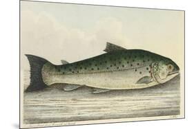 Illustration Of a Salmon Trout-E. Albin-Mounted Giclee Print