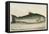Illustration Of a Salmon Trout-E. Albin-Framed Stretched Canvas