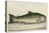Illustration Of a Salmon Trout-E. Albin-Stretched Canvas