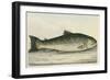 Illustration Of a Salmon Trout-E. Albin-Framed Giclee Print