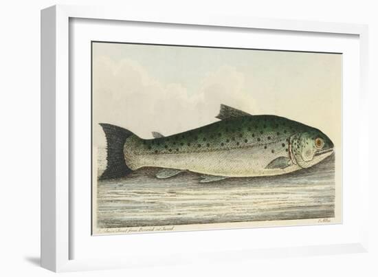 Illustration Of a Salmon Trout-E. Albin-Framed Giclee Print