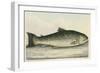 Illustration Of a Salmon Trout-E. Albin-Framed Giclee Print