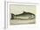 Illustration Of a Salmon Trout-E. Albin-Framed Giclee Print