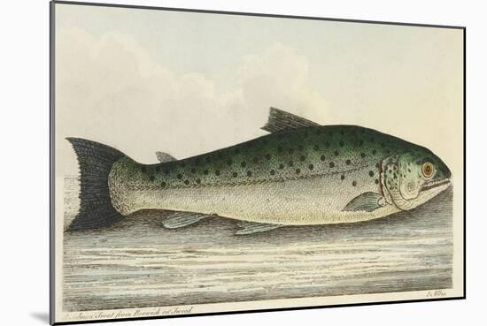 Illustration Of a Salmon Trout-E. Albin-Mounted Giclee Print