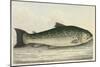 Illustration Of a Salmon Trout-E. Albin-Mounted Giclee Print