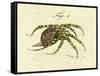 Illustration of a Spider, 1790-Jacob Xavier Schmuzer-Framed Stretched Canvas