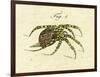 Illustration of a Spider, 1790-Jacob Xavier Schmuzer-Framed Premium Giclee Print