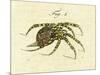 Illustration of a Spider, 1790-Jacob Xavier Schmuzer-Mounted Premium Giclee Print