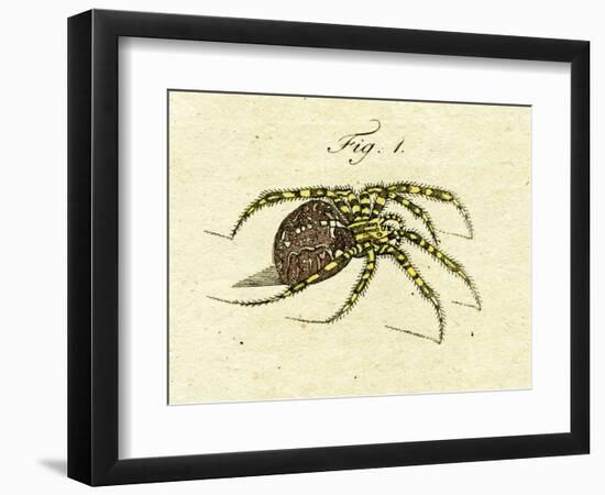 Illustration of a Spider, 1790-Jacob Xavier Schmuzer-Framed Giclee Print