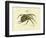 Illustration of a Spider, 1790-Jacob Xavier Schmuzer-Framed Giclee Print