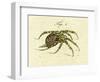 Illustration of a Spider, 1790-Jacob Xavier Schmuzer-Framed Giclee Print