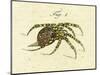 Illustration of a Spider, 1790-Jacob Xavier Schmuzer-Mounted Giclee Print