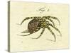 Illustration of a Spider, 1790-Jacob Xavier Schmuzer-Stretched Canvas