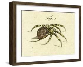 Illustration of a Spider, 1790-Jacob Xavier Schmuzer-Framed Giclee Print