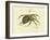 Illustration of a Spider, 1790-Jacob Xavier Schmuzer-Framed Giclee Print