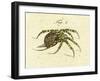 Illustration of a Spider, 1790-Jacob Xavier Schmuzer-Framed Giclee Print