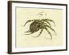 Illustration of a Spider, 1790-Jacob Xavier Schmuzer-Framed Giclee Print