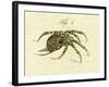 Illustration of a Spider, 1790-Jacob Xavier Schmuzer-Framed Giclee Print