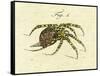 Illustration of a Spider, 1790-Jacob Xavier Schmuzer-Framed Stretched Canvas