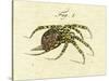 Illustration of a Spider, 1790-Jacob Xavier Schmuzer-Stretched Canvas