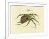 Illustration of a Spider, 1790-Jacob Xavier Schmuzer-Framed Giclee Print