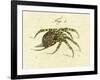 Illustration of a Spider, 1790-Jacob Xavier Schmuzer-Framed Giclee Print