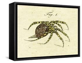 Illustration of a Spider, 1790-Jacob Xavier Schmuzer-Framed Stretched Canvas