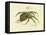 Illustration of a Spider, 1790-Jacob Xavier Schmuzer-Framed Stretched Canvas