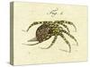 Illustration of a Spider, 1790-Jacob Xavier Schmuzer-Stretched Canvas