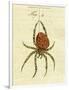 Illustration of a Spider, 1790-Jacob Xavier Schmuzer-Framed Premium Giclee Print