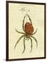 Illustration of a Spider, 1790-Jacob Xavier Schmuzer-Framed Premium Giclee Print