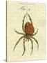 Illustration of a Spider, 1790-Jacob Xavier Schmuzer-Stretched Canvas
