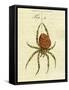 Illustration of a Spider, 1790-Jacob Xavier Schmuzer-Framed Stretched Canvas