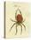 Illustration of a Spider, 1790-Jacob Xavier Schmuzer-Stretched Canvas