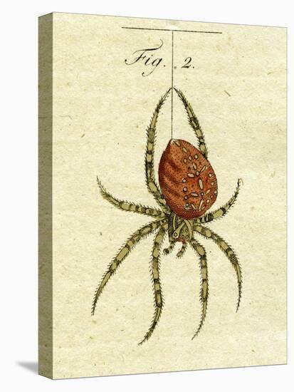 Illustration of a Spider, 1790-Jacob Xavier Schmuzer-Stretched Canvas