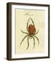 Illustration of a Spider, 1790-Jacob Xavier Schmuzer-Framed Giclee Print