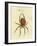 Illustration of a Spider, 1790-Jacob Xavier Schmuzer-Framed Giclee Print