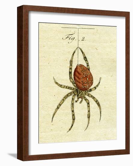 Illustration of a Spider, 1790-Jacob Xavier Schmuzer-Framed Giclee Print