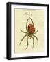 Illustration of a Spider, 1790-Jacob Xavier Schmuzer-Framed Giclee Print