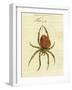 Illustration of a Spider, 1790-Jacob Xavier Schmuzer-Framed Giclee Print