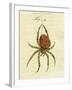 Illustration of a Spider, 1790-Jacob Xavier Schmuzer-Framed Giclee Print