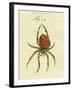 Illustration of a Spider, 1790-Jacob Xavier Schmuzer-Framed Giclee Print