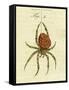 Illustration of a Spider, 1790-Jacob Xavier Schmuzer-Framed Stretched Canvas