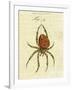 Illustration of a Spider, 1790-Jacob Xavier Schmuzer-Framed Giclee Print