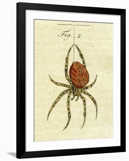 Illustration of a Spider, 1790-Jacob Xavier Schmuzer-Framed Giclee Print